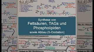 FETTSÄURESYNTHESE und ßOXIDATION LEICHT GEMACHT Fettstoffwechsel Teil 1  Biochemie Now [upl. by Nevak]