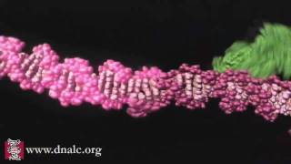 Mechanism of Recombination [upl. by Natie36]