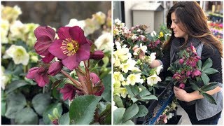 Planting Hellebores  Garden Answer [upl. by Ilenna796]