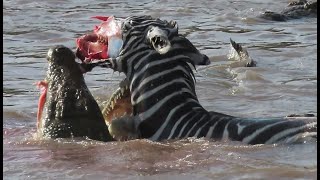 Zebras face ripped off by crocodiles crossing Mara river on Safari in Kenya [upl. by Olive]