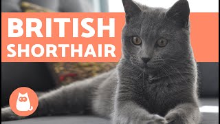 British Shorthair Cat  CHARACTERISTICS and CARE [upl. by Chobot]