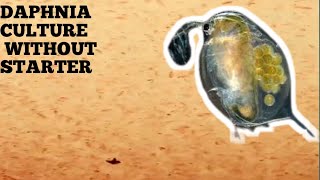 HOW TO CULTURE DAPHNIA NATURALLY WITHOUT A STARTER [upl. by Sola]