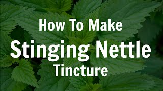 How To Make Fresh Stinging Nettle Tincture [upl. by Emelda659]