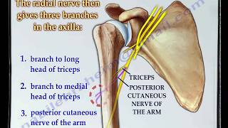 Radial Nerve anatomy  Everything You Need To Know  Dr Nabil Ebraheim [upl. by Tressa]