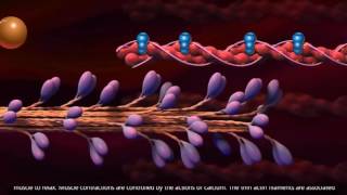 Muscle Contraction  Cross Bridge Cycle [upl. by Partan585]