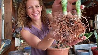 Repotting SansevieriaSnake Plant [upl. by Goodspeed305]