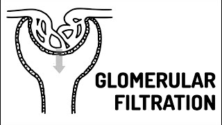 GLOMERULAR FILTRATION made easy [upl. by Raycher]