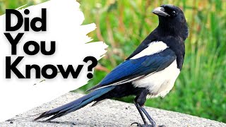 Things you need to know about MAGPIES [upl. by Aiket]