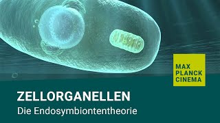 Zellorganellen  Die Endosymbiontentheorie [upl. by Koblas163]