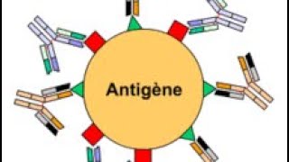 🔺 Les antigènes  immunologie [upl. by Acimaj]