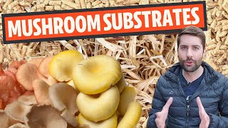 Understanding Mushroom Substrates What Do Mushrooms Grow On [upl. by Akehsay908]