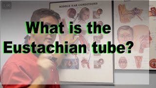 Eustachian Tube explained [upl. by Franck288]