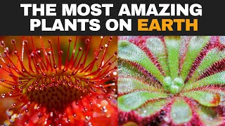 Non Veg Plants  Carnivorous Plants amp their Types EXPLAINED [upl. by Gregorius381]