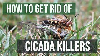 How to Get Rid of Cicada Killers 4 Easy Steps [upl. by Henderson]