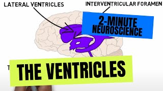 2Minute Neuroscience The Ventricles [upl. by Nnaarat334]