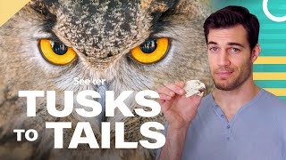 Owl Eyes Are Shaped Like Tubes Heres Why [upl. by Aniral]