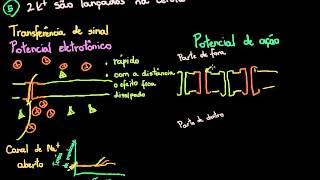 Potenciais  eletrotônico e de ação [upl. by Norehs]