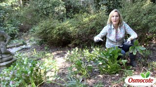 Pruning Hellebores in Deep Shade [upl. by Elmira]