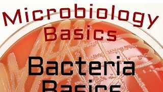 Bacteria Basics  Microbiology Lectures [upl. by Amalia469]