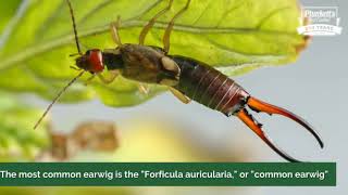 What are earwigs [upl. by Negah]