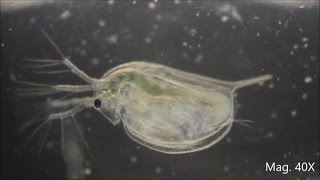 Daphnia magna under the Microscope [upl. by Nylkoorb]