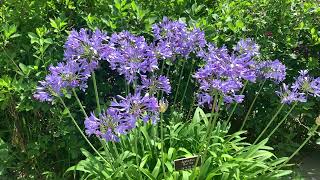 Agapanthus Plant Profile [upl. by Ariahaj]