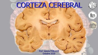 N7  Corteza cerebral  Anatomía 2  FMed UBA [upl. by Hcib]