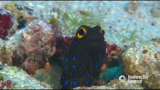 The bluespotted jawfish digs life in the sand [upl. by Romelda206]