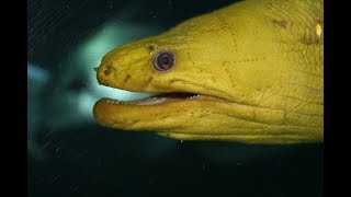 Facts The Moray Eel [upl. by Slaohcin]