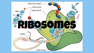 The CellRibosomes [upl. by Fanning326]