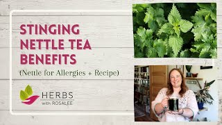 Stinging Nettle Tea Benefits Nettle for Allergies  Recipe [upl. by Nylekcaj]