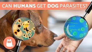 Can Humans Get PARASITES From DOGS  Zoonotic Diseases [upl. by Benjie]