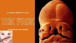 Special Embryology  Development of the face [upl. by Magdalen]