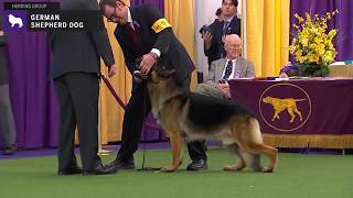 German Shepherd Dog  Breed Judging 2020 [upl. by Thorny]