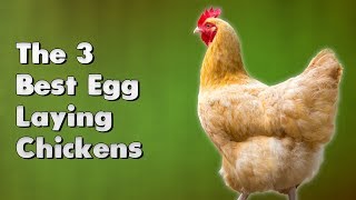 The 3 Best Egg Laying Chickens [upl. by Haven]