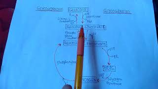 Glycogenesis amp Glycogenolysis [upl. by Adev]