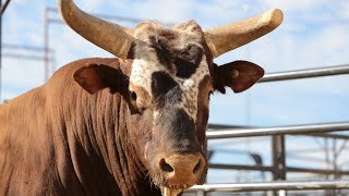 PBR Legend Bushwacker [upl. by Carman]