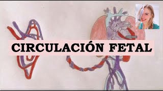 CIRCULACION FETAL RESUMIDO Y FÁCIL [upl. by Viguerie499]