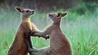 Kangaroo Boxing  Attenborough  BBC Earth [upl. by Ydnac]