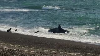 Rarely seen predatory technique of killer whales attacking sea lion cubs [upl. by Sato288]