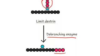 Glycogenolysis [upl. by Jourdan]