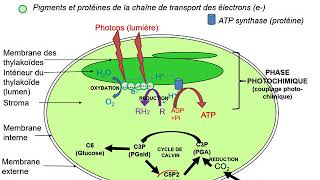 schema bilan photosynthese [upl. by Auot]