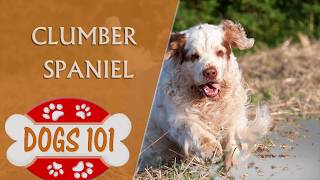 Dogs 101  CLUMBER SPANIEL  Top Dog Facts About the Clumber Spaniel [upl. by Cornela39]