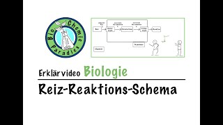 Erklärvideo Biologie – ReizReaktionsSchema [upl. by Barnabas]