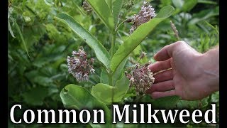 How To Identify Common Milkweed  Asclepias syriaca [upl. by Elyk85]