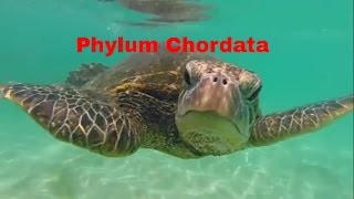 Phylum ChordataWhich animals belong [upl. by Malsi]