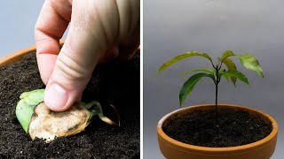 Growing Mango Tree From Seed Time Lapse  57 Days [upl. by Alaaj947]