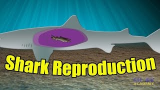 Shark Reproduction  SHARK ACADEMY [upl. by Yeh]