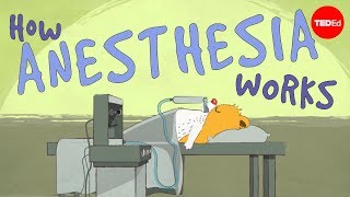 How does anesthesia work  Steven Zheng [upl. by Anaela486]