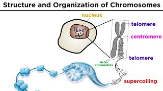 Chromosome Structure and Organization [upl. by Tatianas]